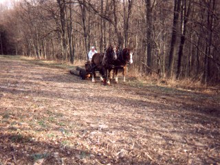 {short description of image}